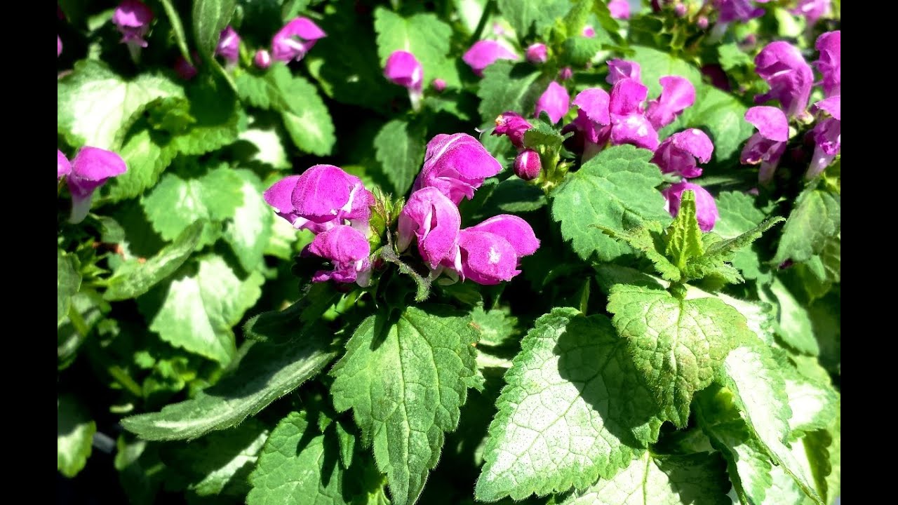 Best Perennials - Lamium 'Purple Dragon' (Dead Nettle)