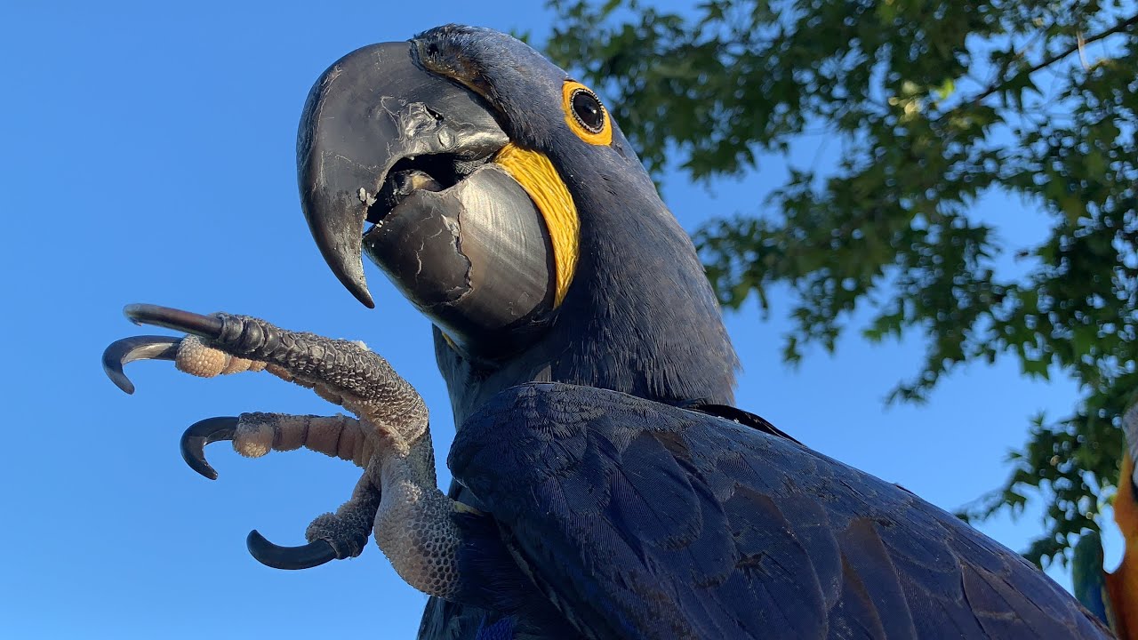 Adorable hyacinth macaw baby guards his nut