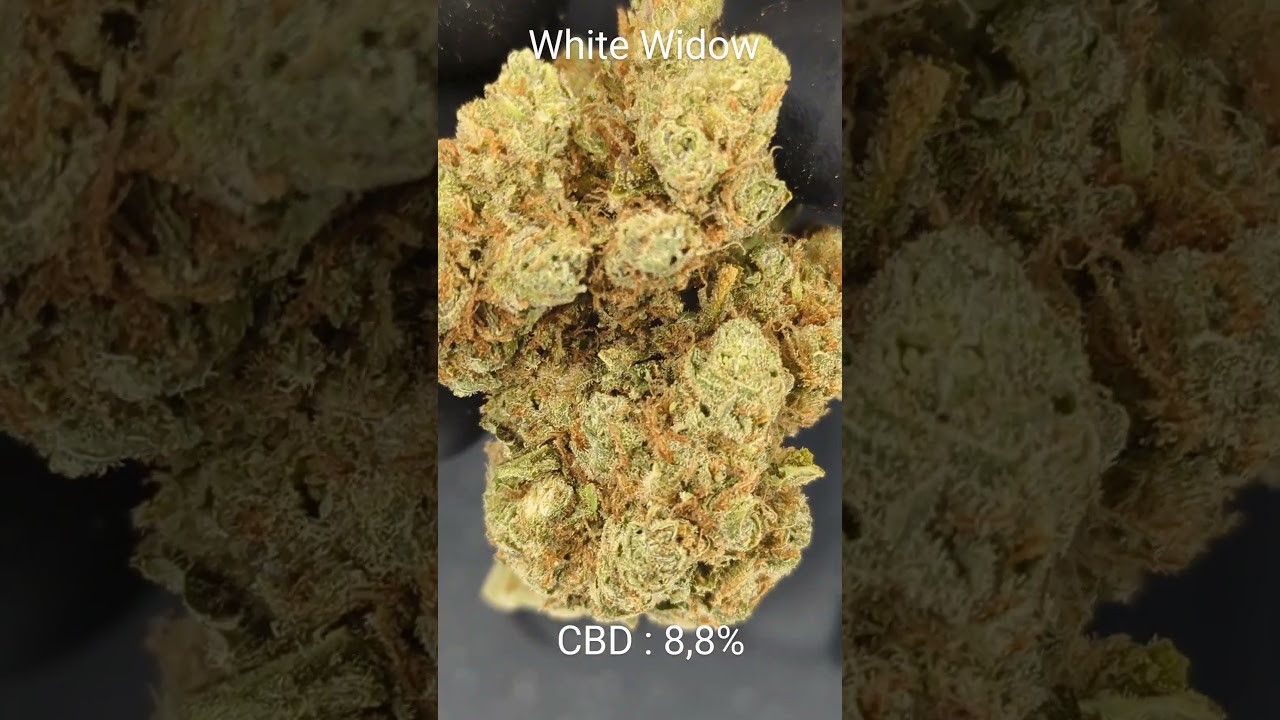#WHITE WIDOW #FLEUR DE CBD #CBD #GREENCOMETCBD.FR #CBD SHOP