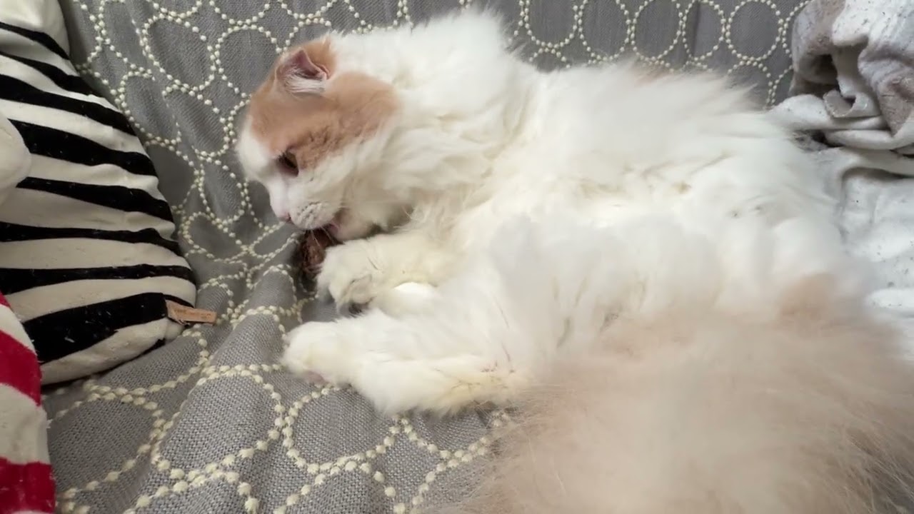 お花のようなおしゃれな松ぼっくりが気になる猫神様 -A stylish, flower-like pine cone catches Kohaku’s attention.