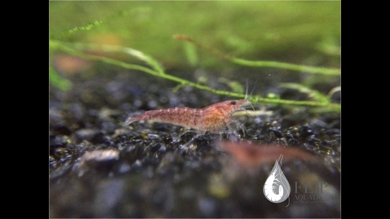 How to Breed Cherry Shrimp - Shrimp Saturday