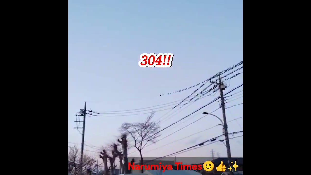 渡り鳥のムクドリが帰ってきてさらに‼️とんでもない数になってる〜〜〜⁉️の第三段‼️Narumiya Times👍✨#ムクドリ大群 #数えてみる #渡り鳥 #narumiyatimes 