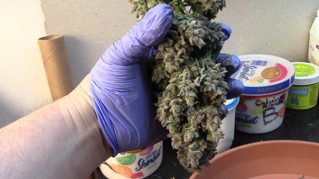 S14:E4  Harvesting autoflower cannabis