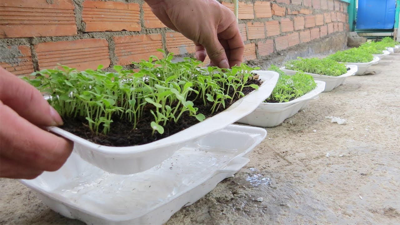 WOW! Amazing Grow Vegetables Technology - Grow Vegetables in Foam Boxes