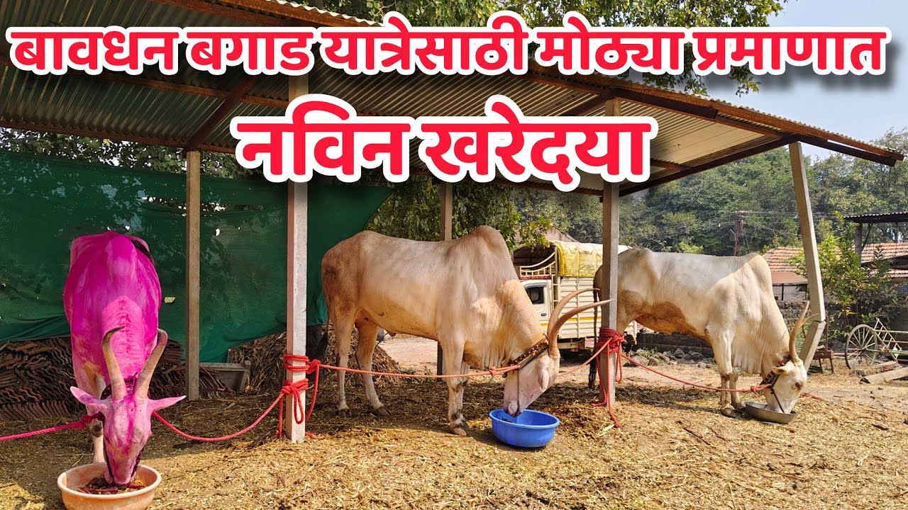 श्री ज्ञानेश्वर शंकर भोसले बावधन यांची मोठ्या मापाची नविन खरेदी नाद खिल्लार 🚩🚩