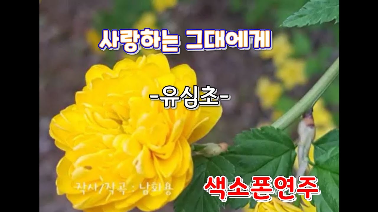 사랑하는 그대에게(유심초)#색소폰연주(송형섭)