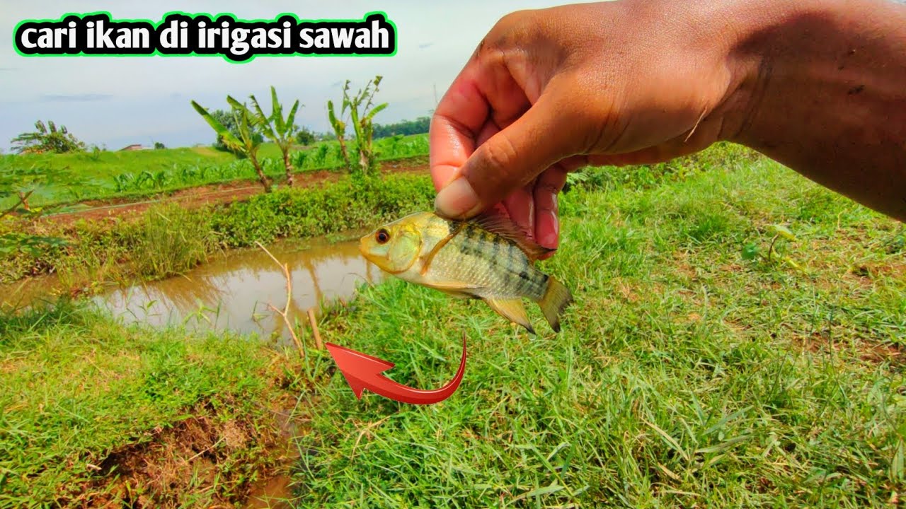 CARI IKAN DI SAWAH
