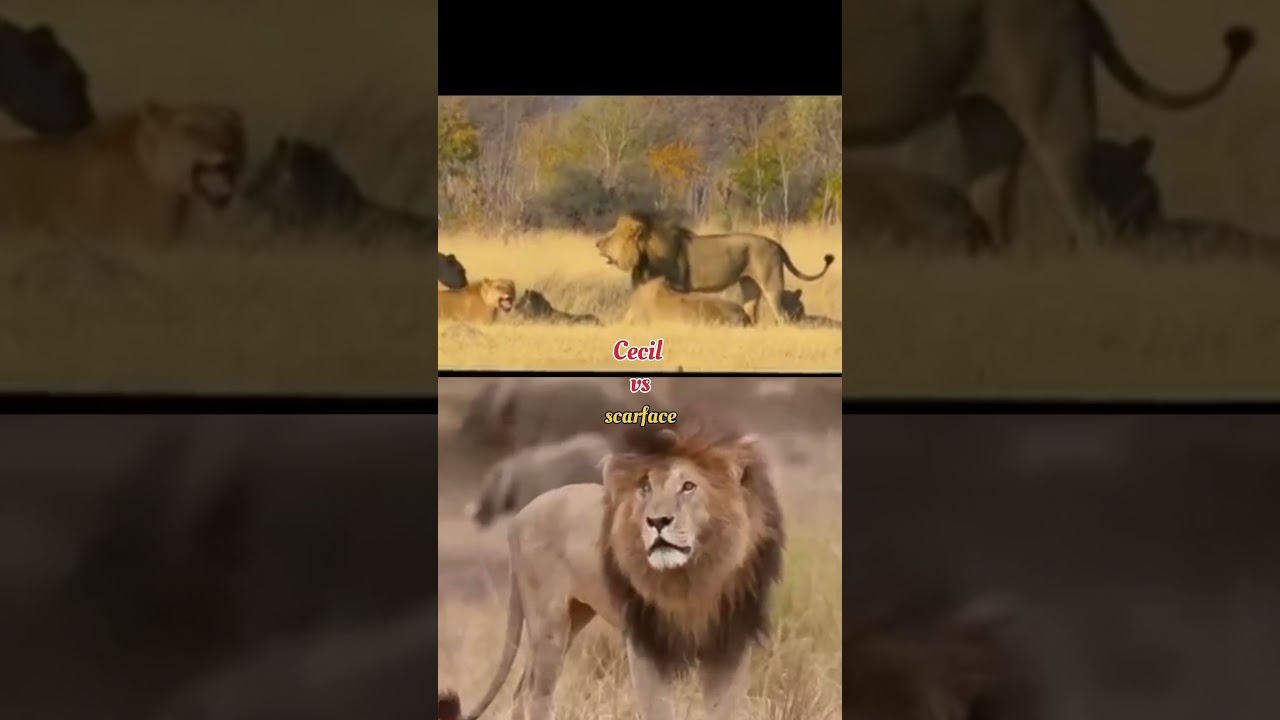 scarface vs Cecil #animallife#animals #lion