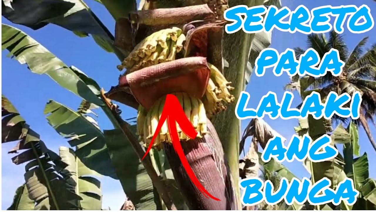SEKRETO PARA LUMAKI ANG BUNGA. 