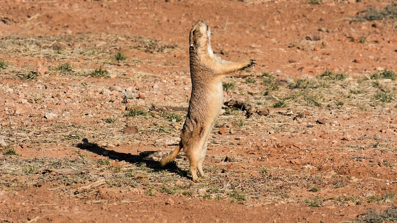 Black-tailed Prairie Dog Reintroduction