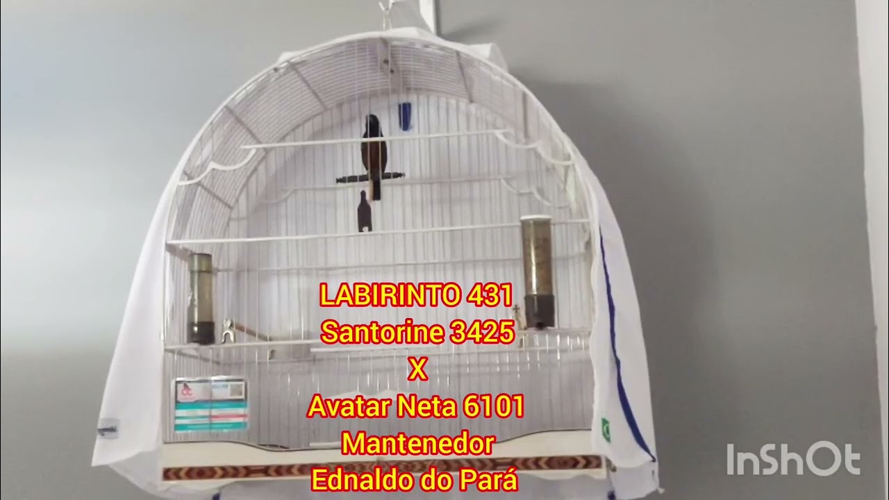 LABIRINTO 431, Filho do nosso grande Galador Santorine 3425.