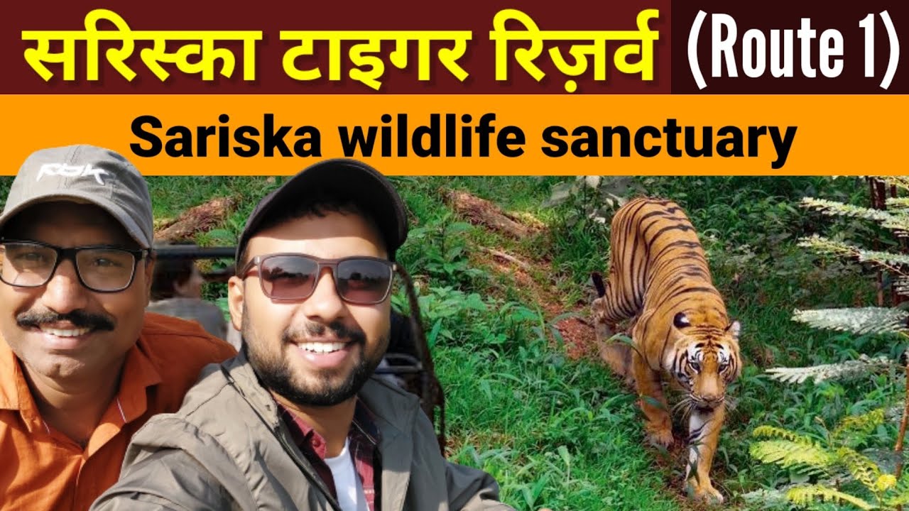 Sariska Tiger reserve | Jungle Safari | Sariska Wildlife sanctuary | Ticket Price, Safari time