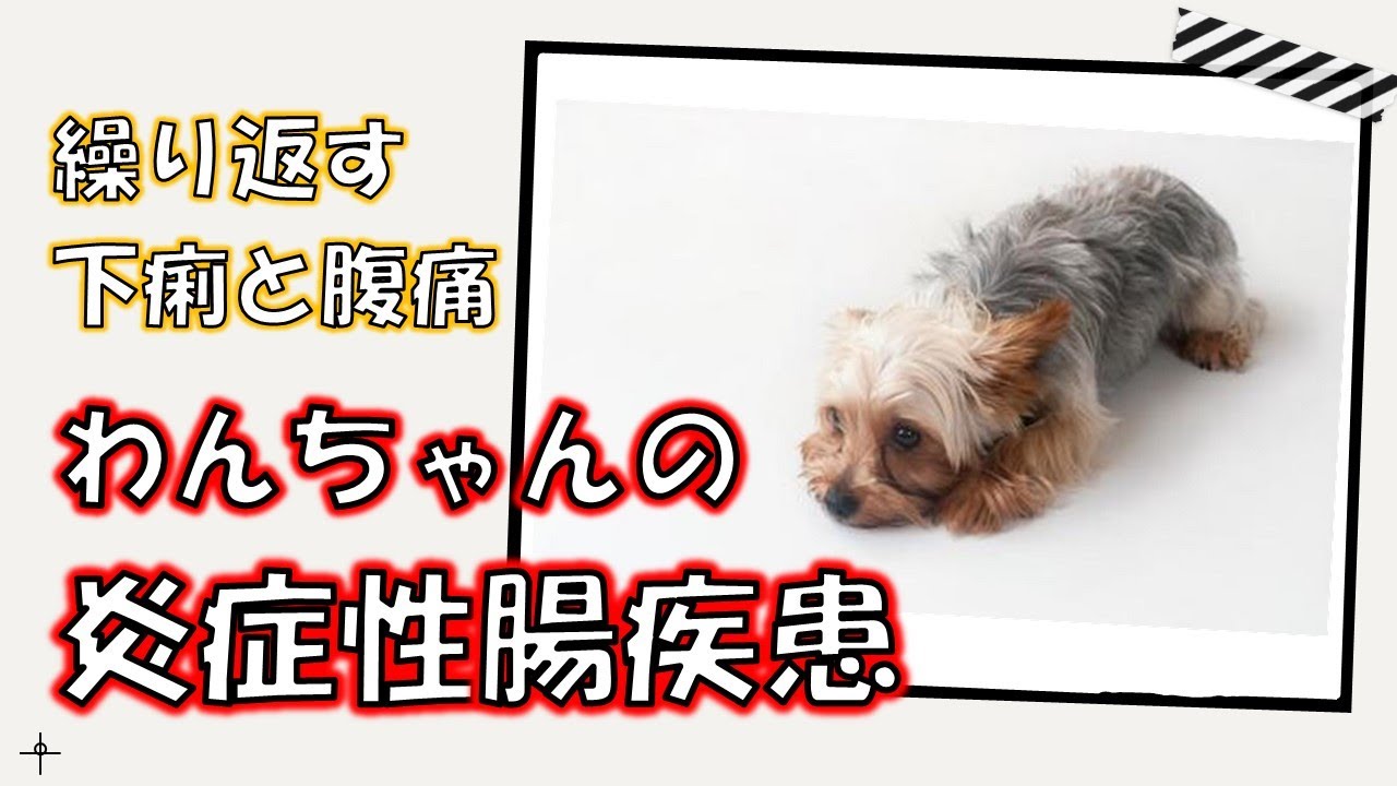 【下痢・炎症性腸疾患・栄養療法・犬】結局、炎症性腸疾患ってなに？