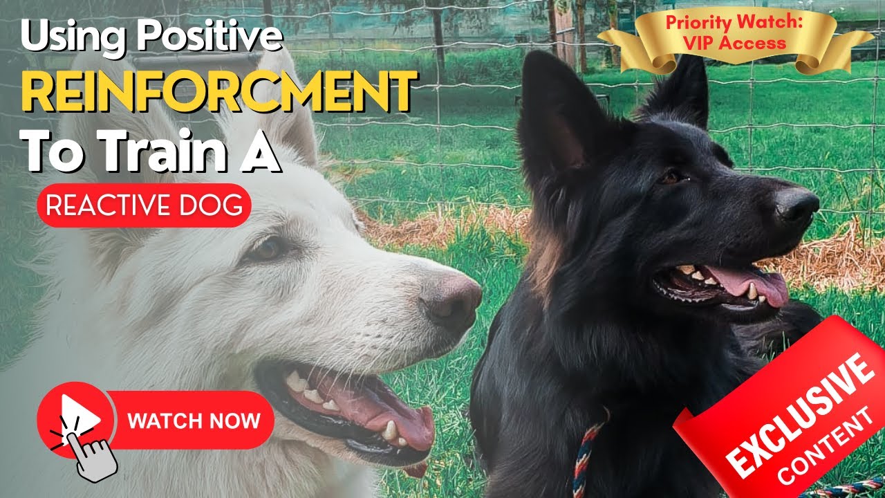 Using Positive Reinforcement To Train A Reactive Dog!