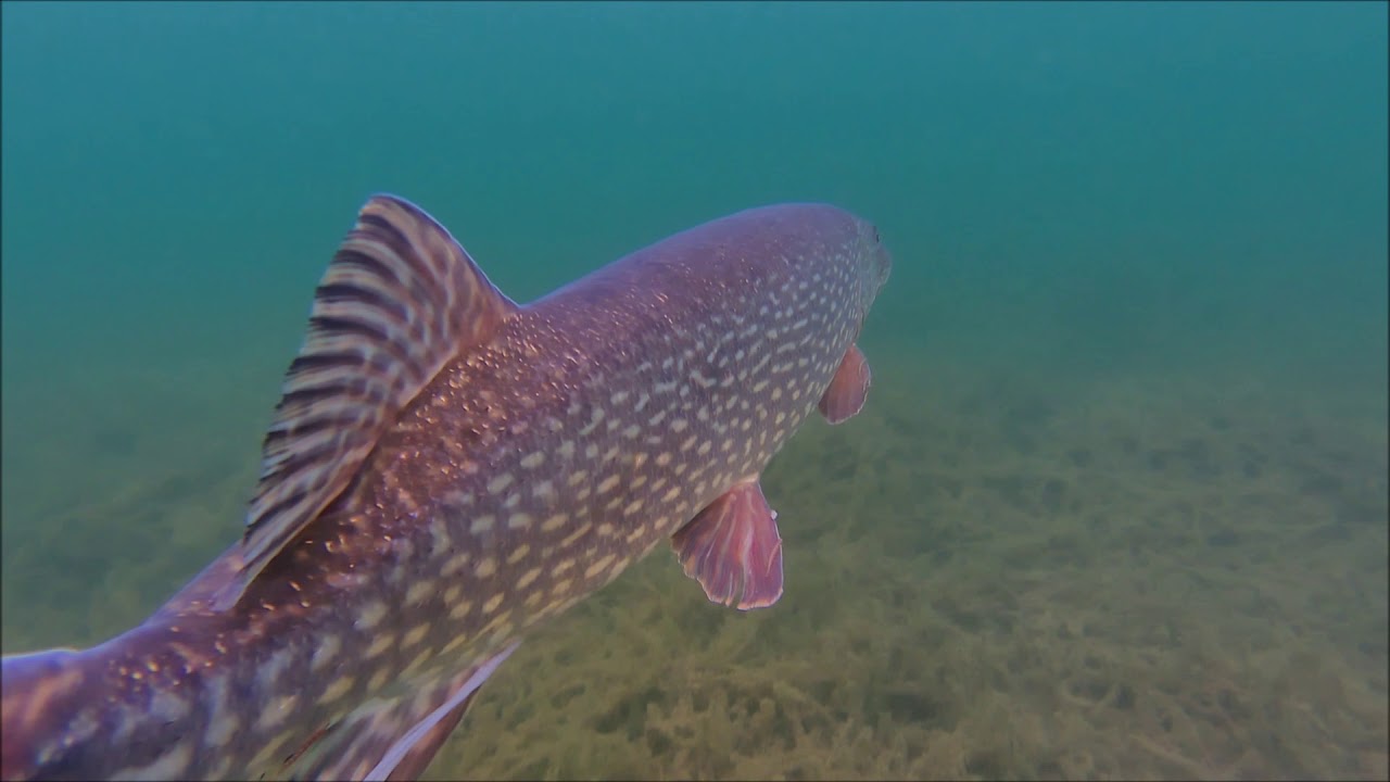 Kort dyk utanför jägarbryggan, Karlsborg Vättern