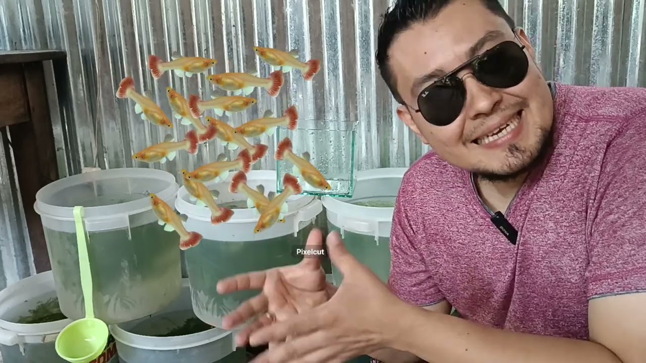 un método facil de reproducir guppys sin que se los deboren, consejos y más