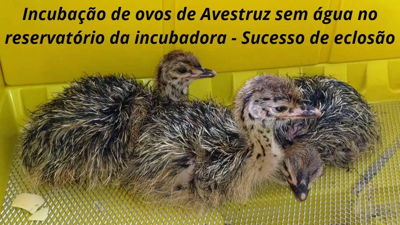 Incubação de ovos de Avestruz SEM ÁGUA no reservatório de água da chocadeira - Sucesso de Eclosão