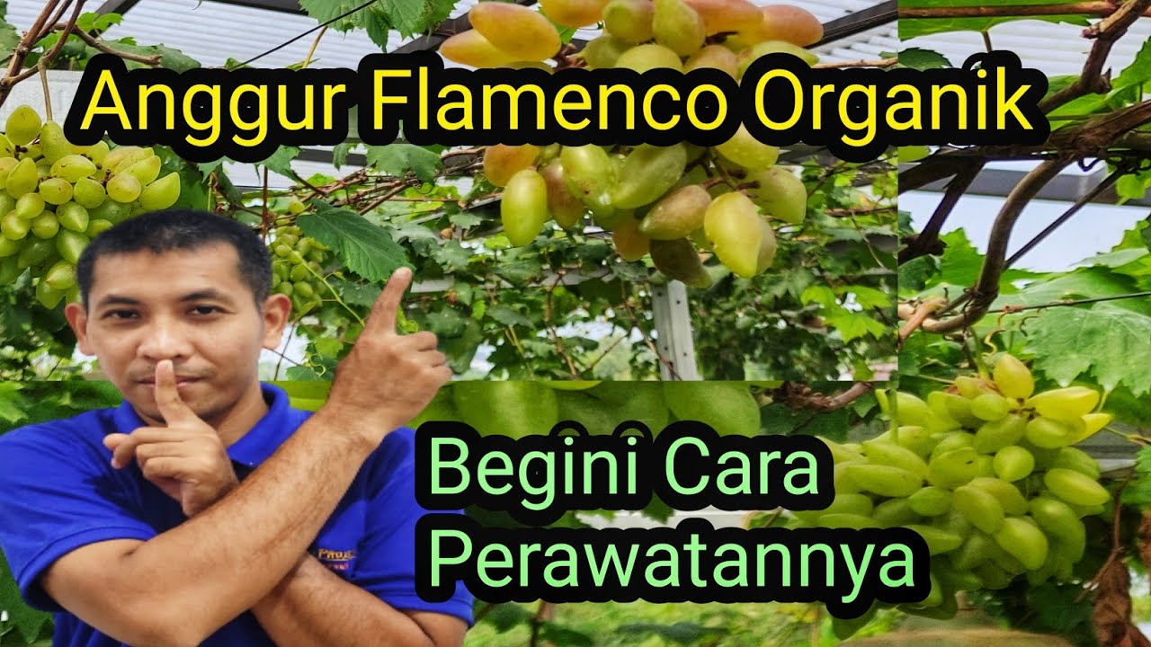 Rahasia Tanam Tabulampot Anggur Flamenco Organik Berbuah Banyak Tanpa Kimia