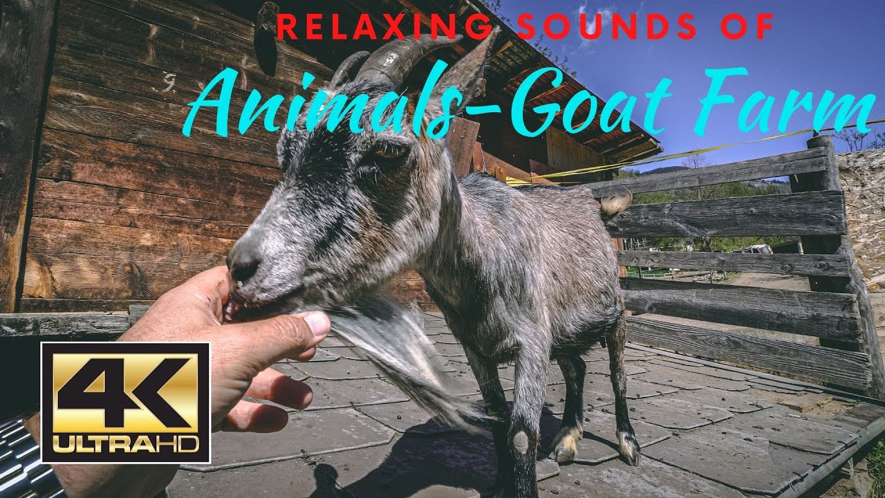 4k Peaceful Goat Farm | Enjoy the relaxing atmosphere of the Animals | Animal Farm with young Goats