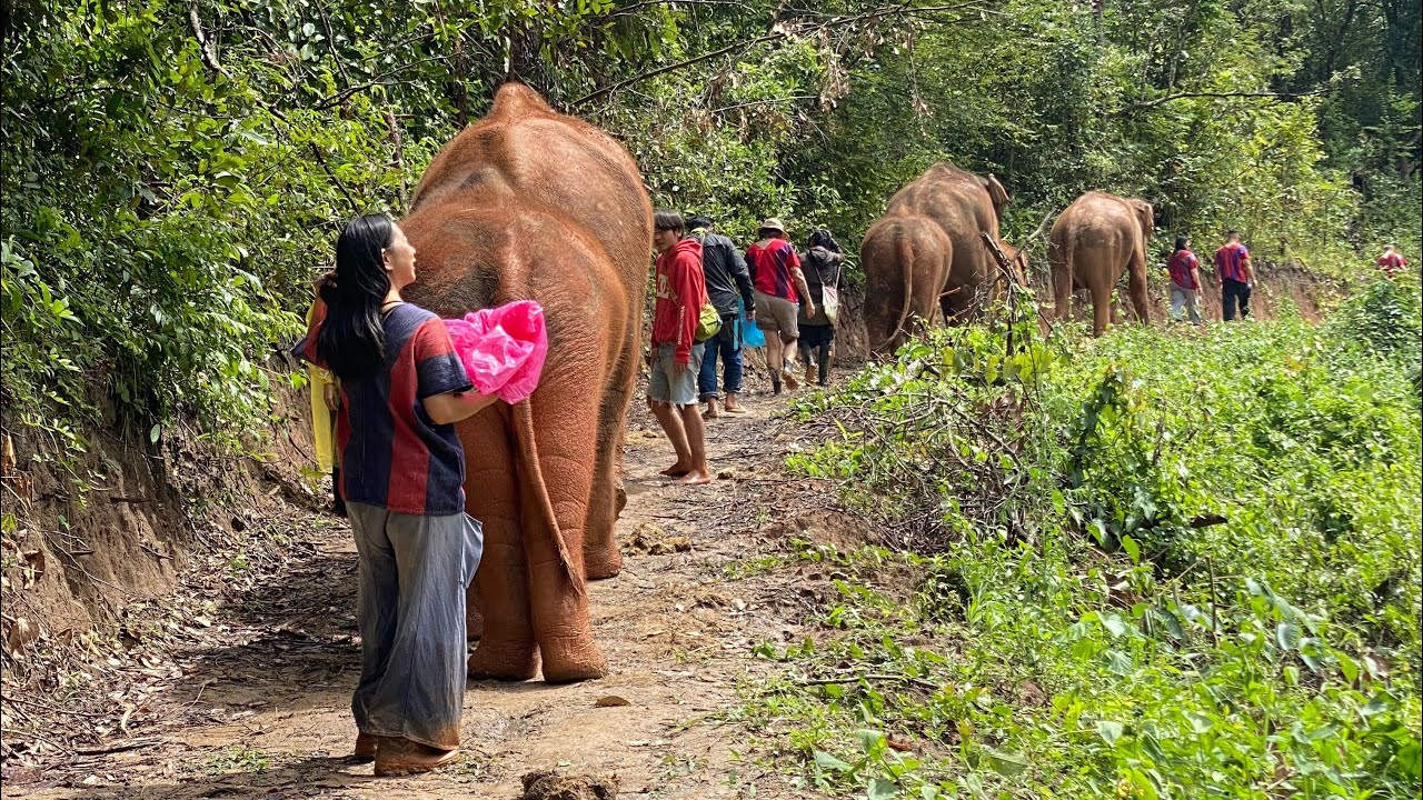 My daily life and happy hiking with Elephants#elephant #babyelephants #thailand