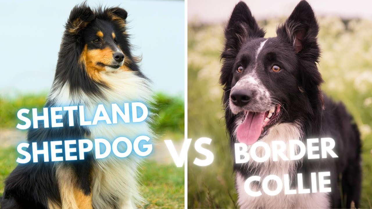 Border Collie vs Shetland Sheepdog - Dog Breed Comparison