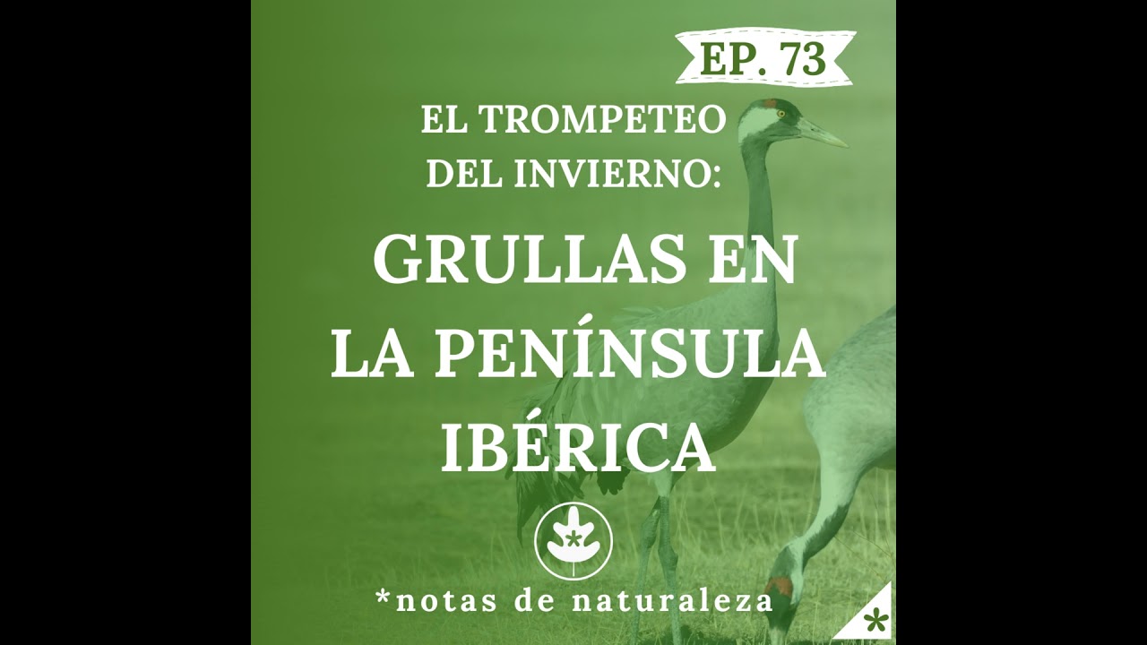 Grullas en la Península Ibérica #73