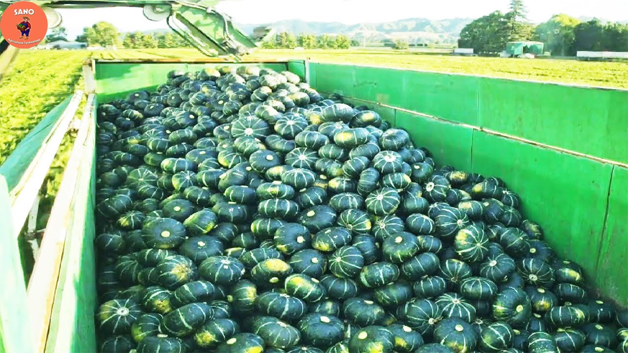 The World's Most Modern AgricultureTechnology - Leek Harvester, Pumpkin, Spinach