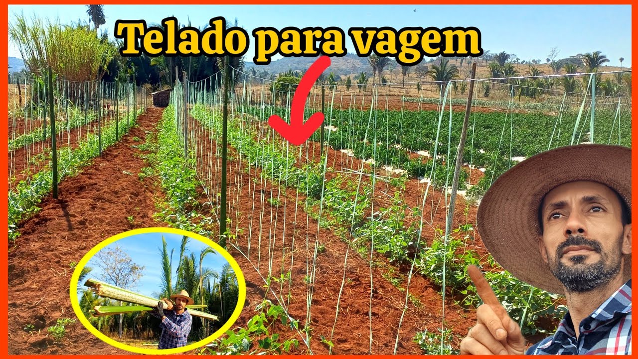 Como fazer telado trançado para tutoramento de vagem, pepino, na horta .