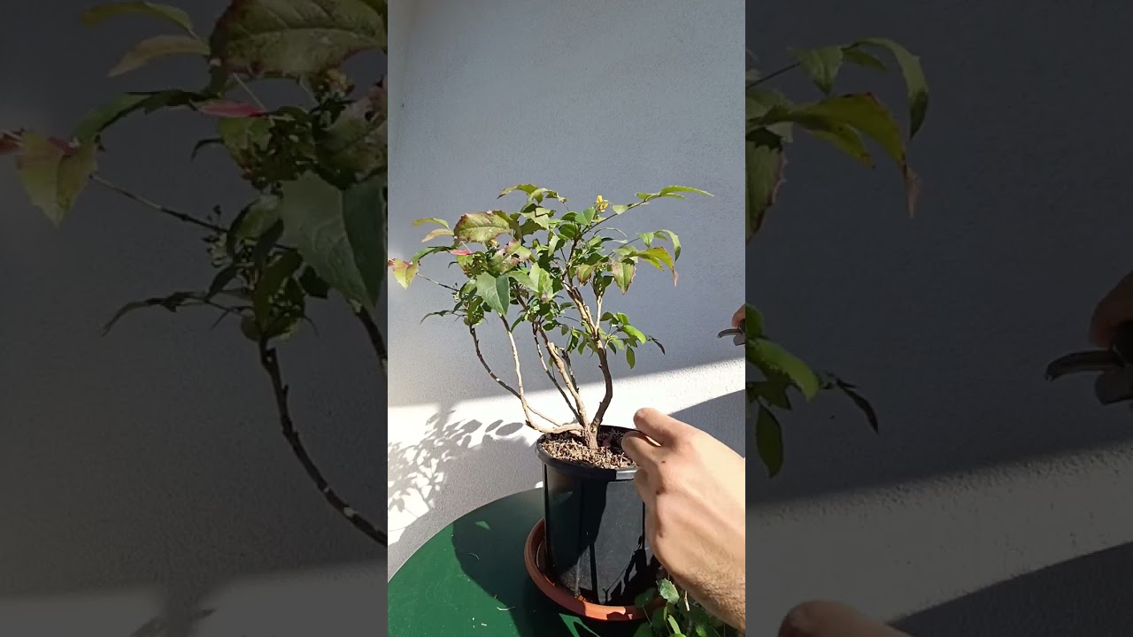 24/04/25 Mahonia Aquifolium Pruning