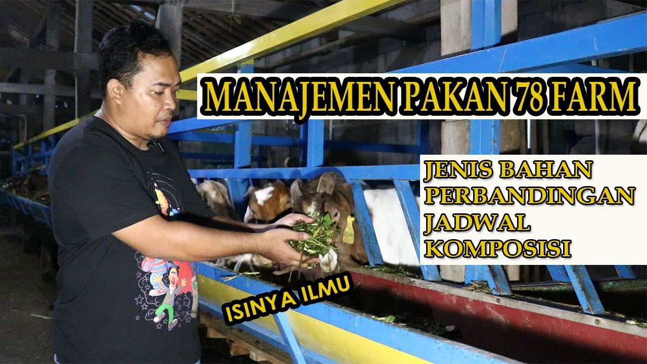 Manajemen Pakan Kambing dan Domba 78 Farm Yogyakarta