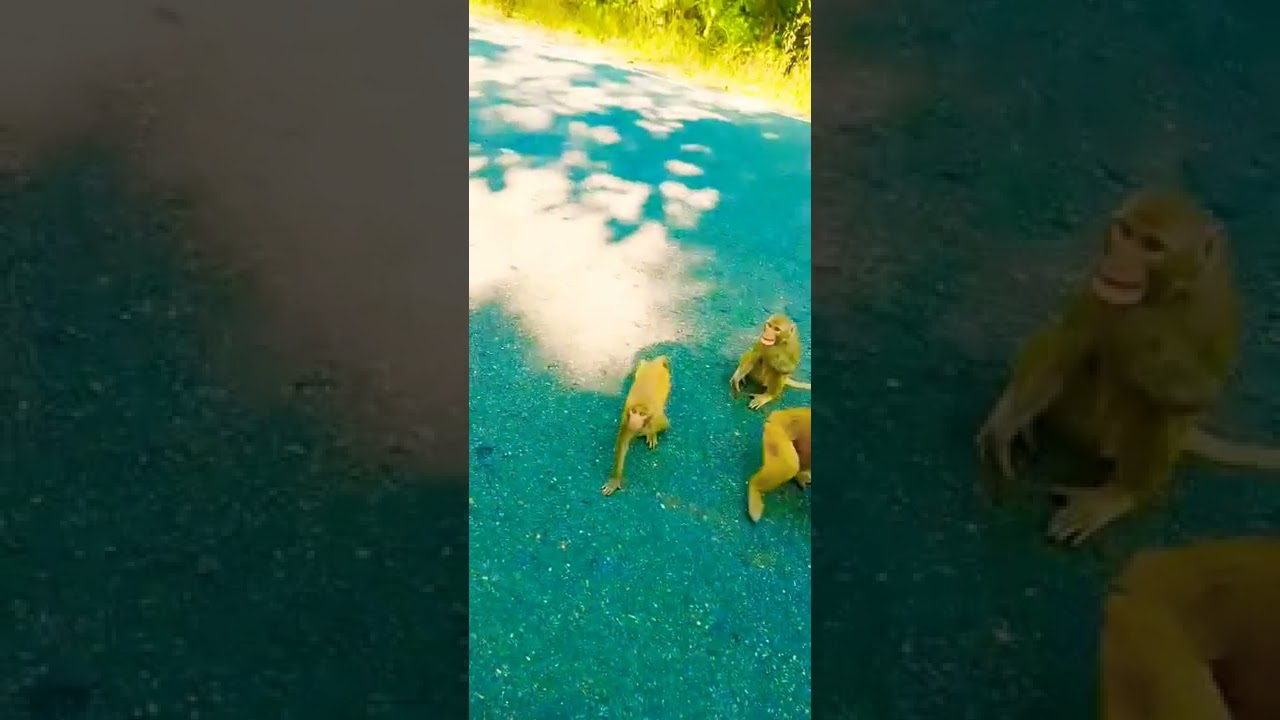 cute monkeys 