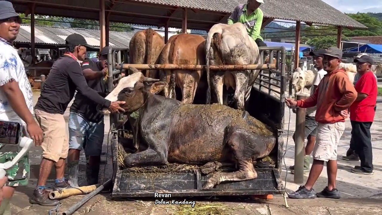 LANGKA SAPI NGAMUK JADI REBUTAN 💥