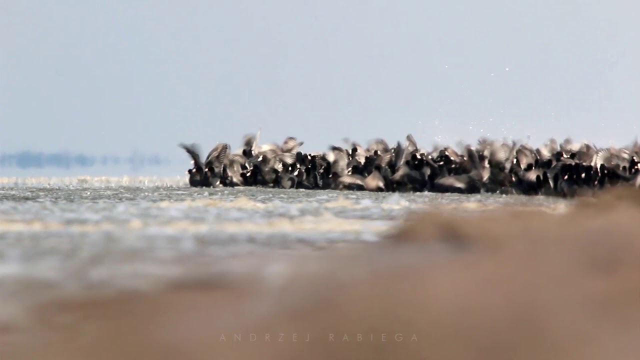 Common Coot - łyska (Fulica atra) - łyski na zimowisku