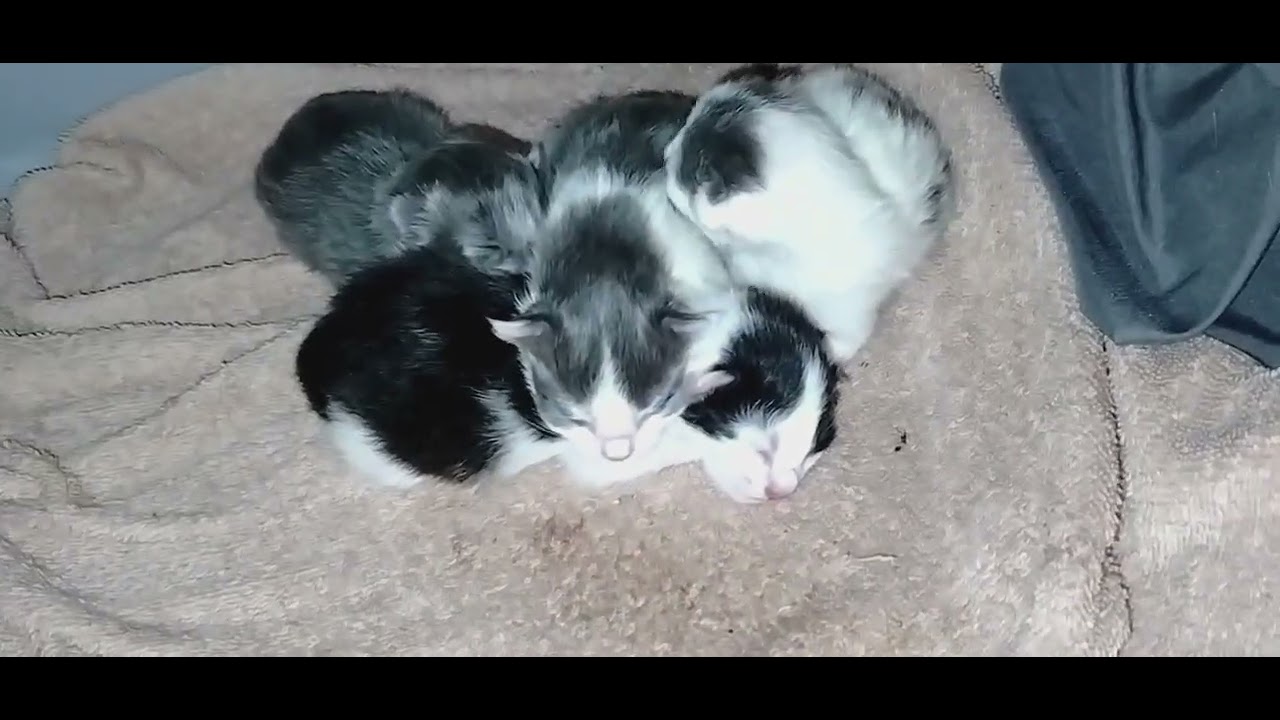 And then there was 4. Kitty Witty's 4 Fur Babies!