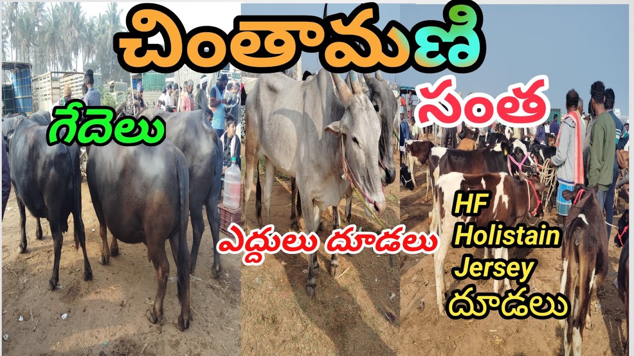 Chintamani Buffalos,Calfs,Bulls Market Every Sunday || దూడలు,గేదెలు,ఎద్దుల సంత | Mohan Crazy Vlogs