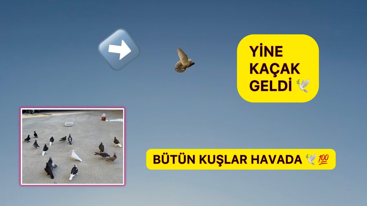 BU KAÇAK GÜVERCİN DELİRTTİ 😠 14 TANE KUŞ UÇURDUK 💯 BİR KAÇAK DAHA GELDİ 🕊️ Taklacı Güvercin Oyunkuşu