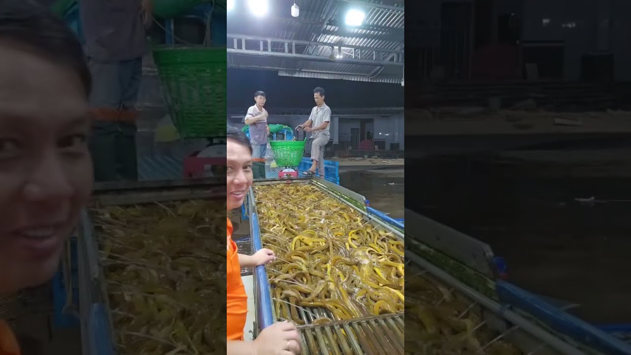 @Lươn Việt Nam 🔴 Trực tiếp xem đóng #Lươn xuất khẩu Trung Quốc #vựalươn Lươn Thịt Miền Nam #ThủySảnWork