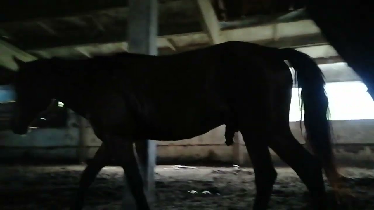 Horse stallion 644