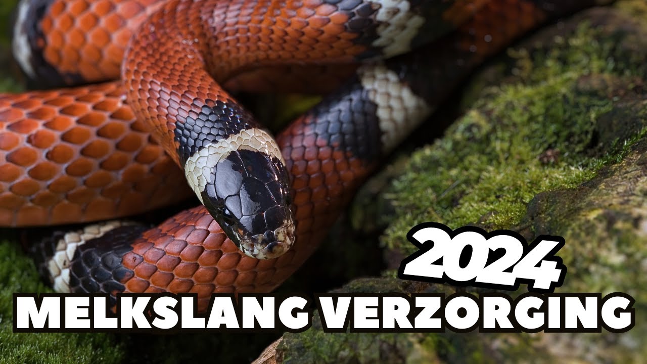 Zo Verzorg je een Melkslang | Alles wat je Moet Weten!
