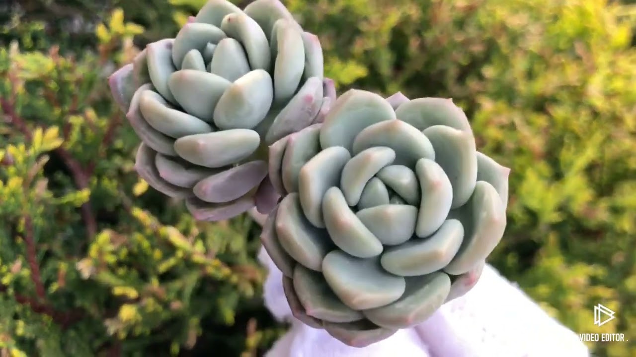 Pachyveria Elaine Reinelt