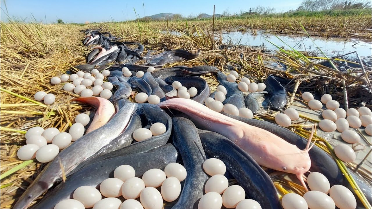 A lot of fishes at rice field catch by fisherman, amazing fishing day