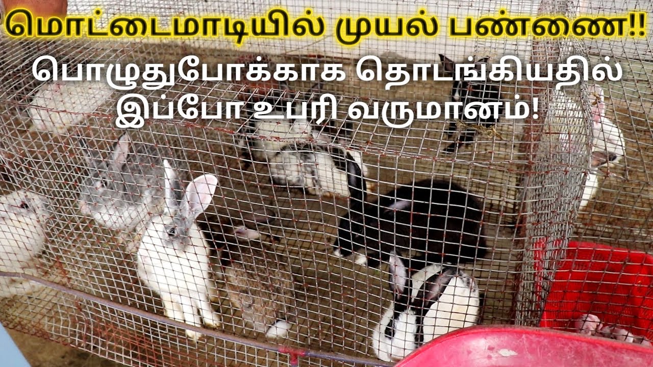 மொட்டை மாடியில் முயல் வளர்ப்பு! பொழுதுபோக்காக தொடங்கியதில் உபரி வருமானம் !!