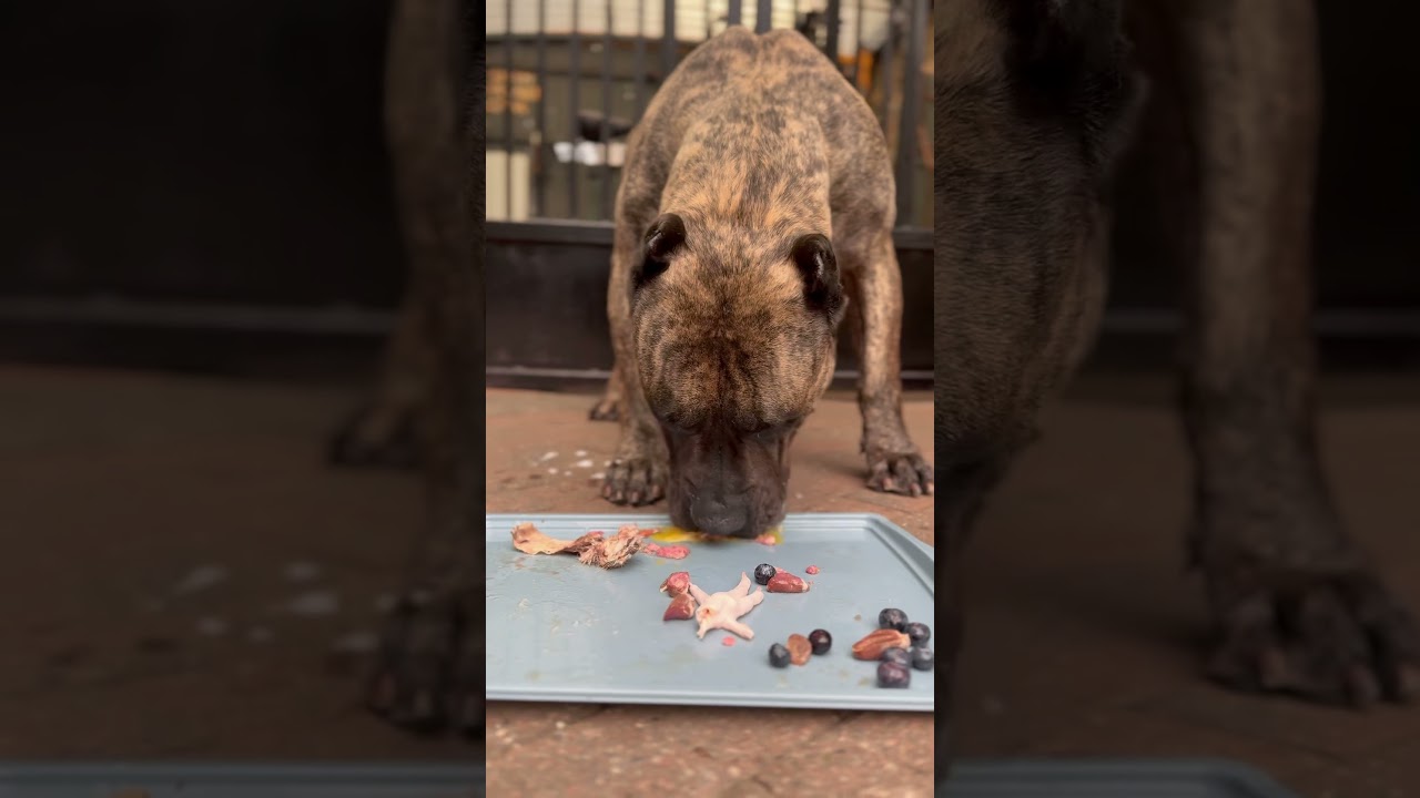 Let&rsquo;s feed my dog a halal raw diet