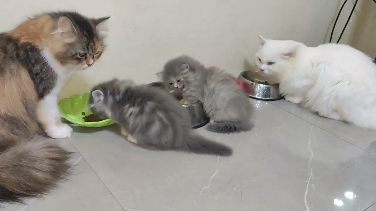 PEANUT'S THE CAT'S FAM JAN, 2026 LIFE UPDATE AND OTHER GANAPS😍 