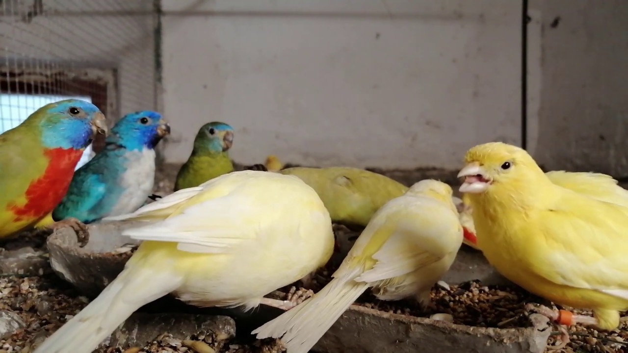 Parrots Brothers - Moje wnioski po kradzieży..