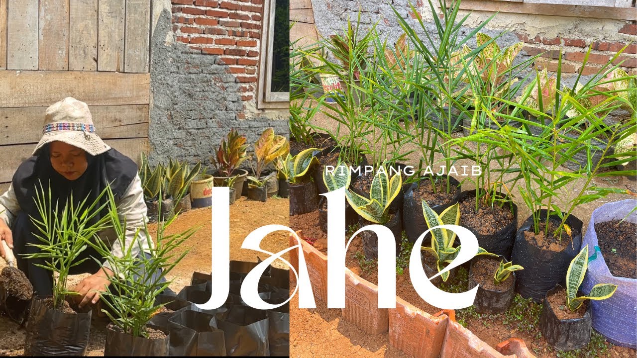 Menanam Jahe di Polybag, Ternyata Gampang Banget!&rdquo; 🌿@FadilaGardening 