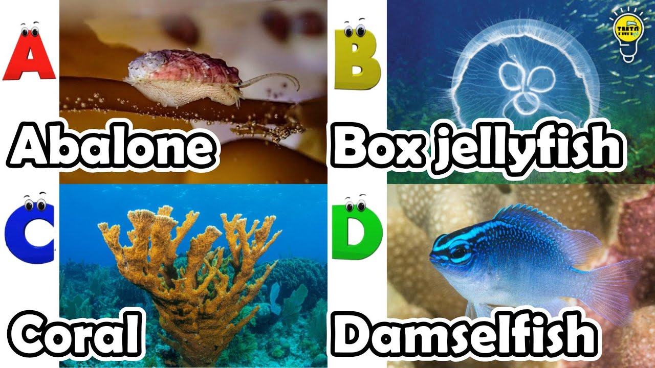 ABC phonics animals | ABC Sea Animals song | English and Animals for Kids | Alphabets Kids Song