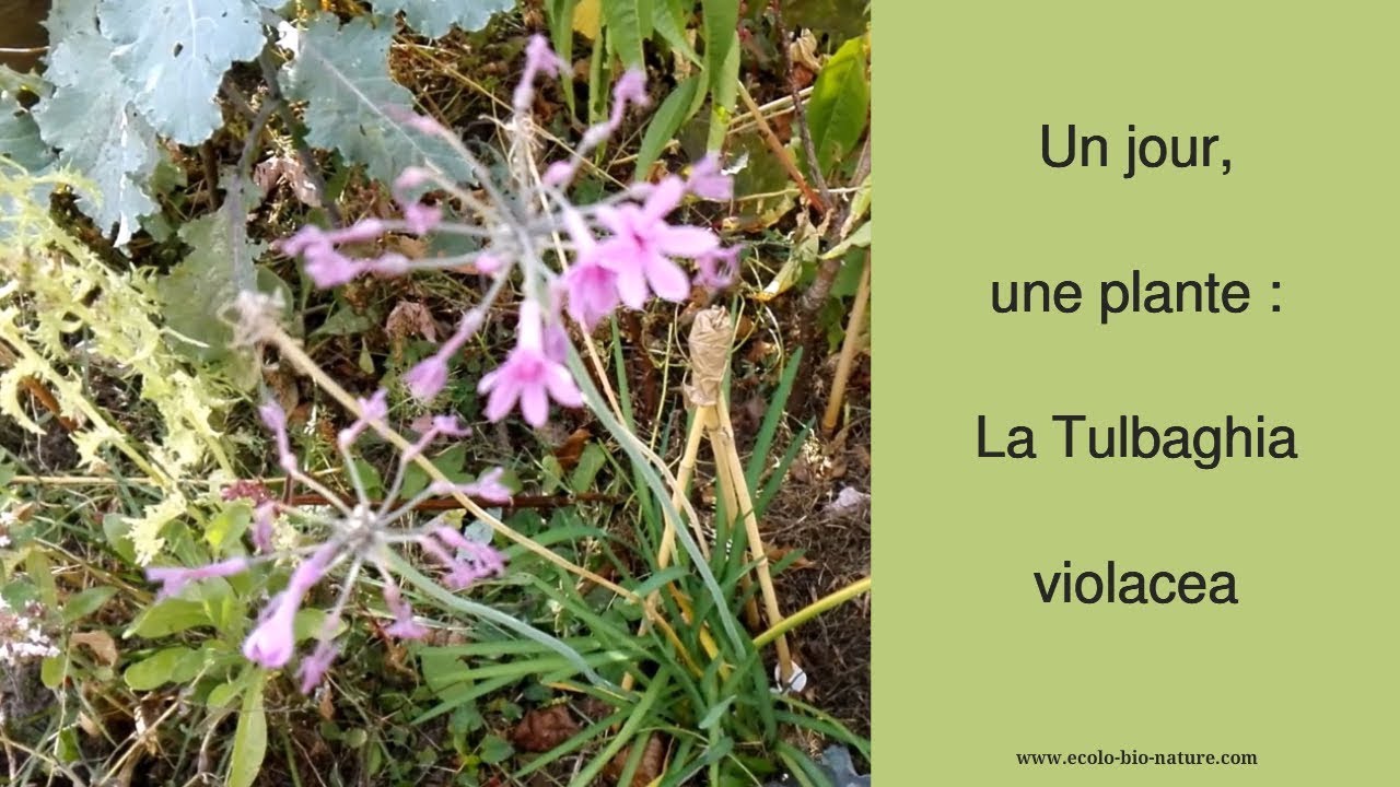 Un jour, une plante : le Tulbaghia violacea #permaculture