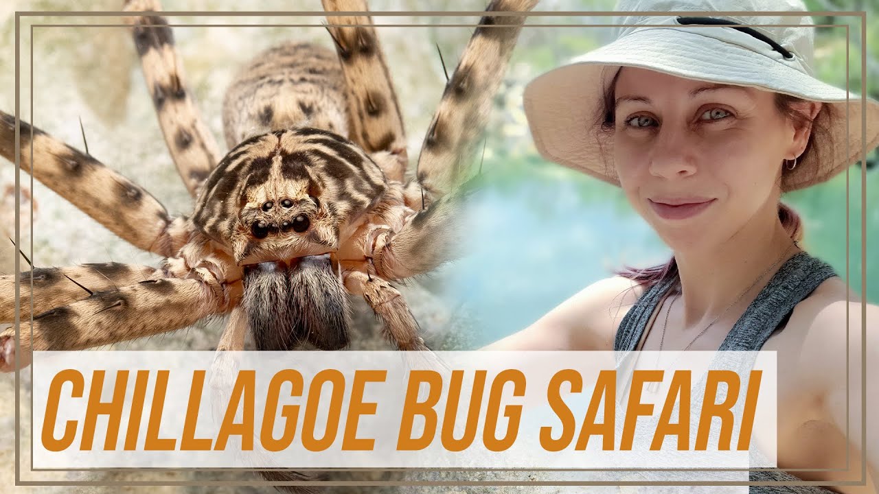 Australian Bug Safari - Chillagoe, QLD | She's Got Legs Adventures