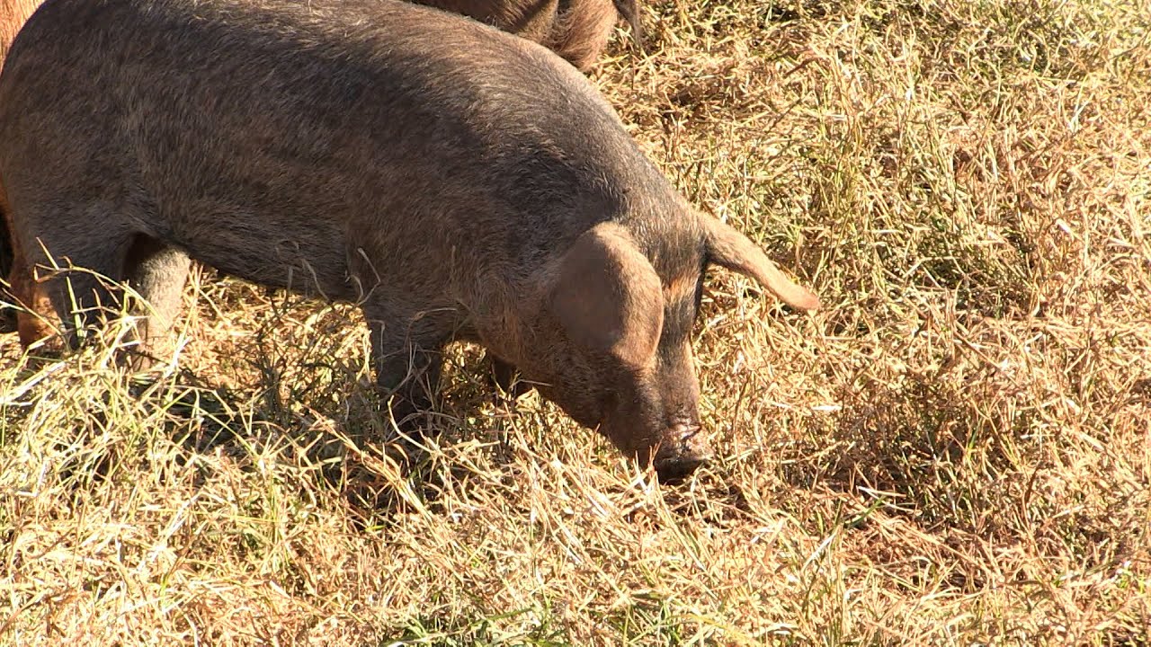 Porcos moura: criador adota técnicas para elevar a produtividade dos animais